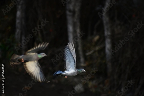 Obraz Birds Flying Nature