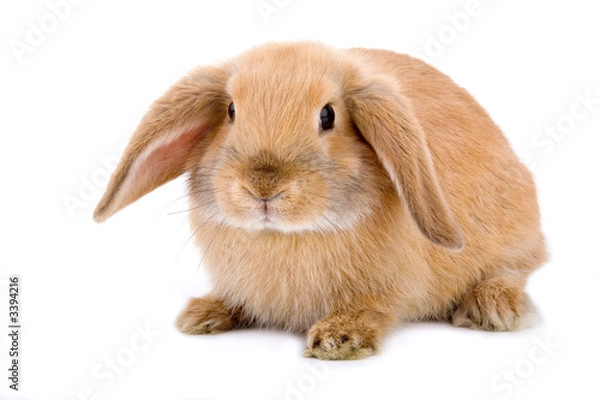 Obraz brązowo-biały króliczek, na białym tle