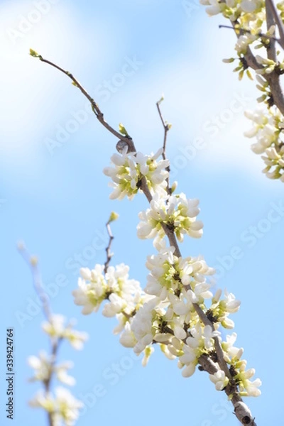 Fototapeta 蘇芳の花