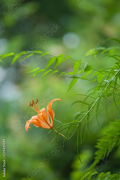 Fototapeta ミヤマスカシユリ
