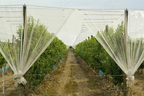 Obraz verger de pommier