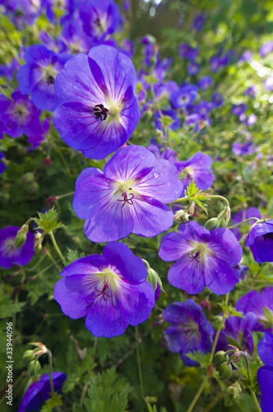 Obraz Bush of flowering Geranium maculatum