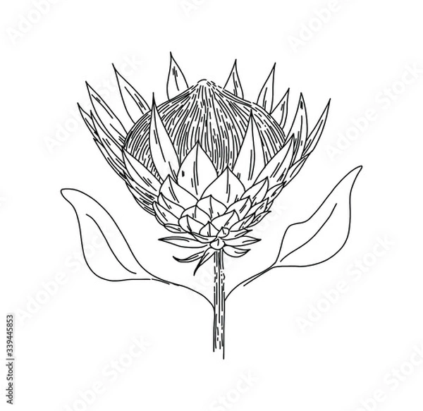 Obraz Outlined illustration of a King Protea