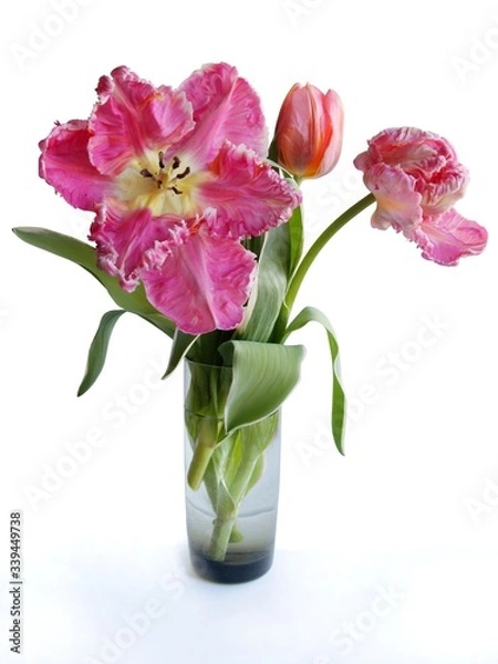 Fototapeta pretty pink tulip close up at spring
