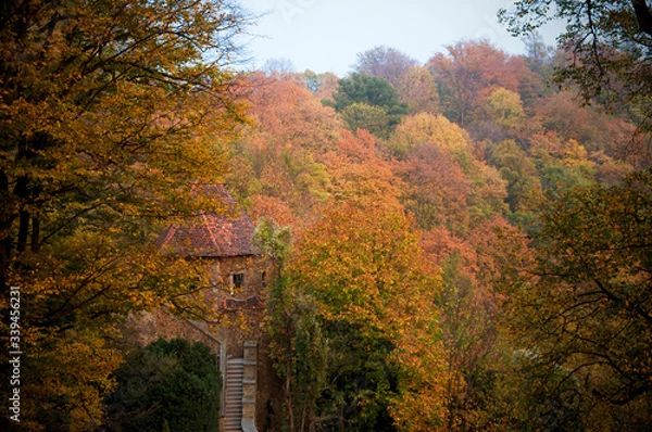 Fototapeta Jesienny las