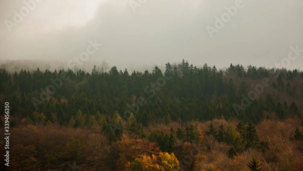 Fototapeta Las w górach