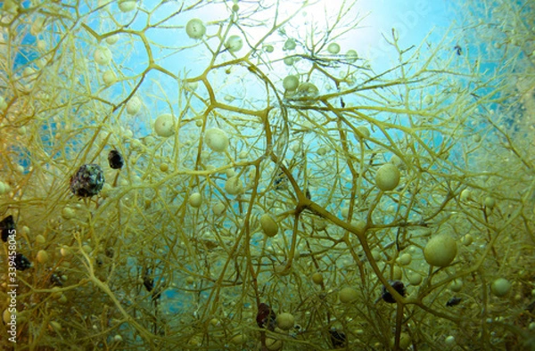 Fototapeta 海藻　ホンダワラ　