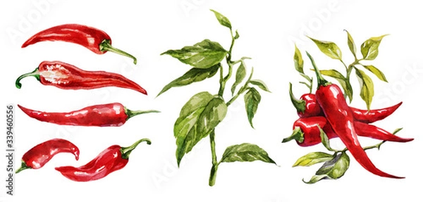 Obraz Red hot chilli peppers set. Hand drawing watercolor. Can be used for postcards, stickers, encyclopedias, menus, ingredients of dishes.