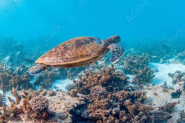 Obraz Green turtle swimming in the wild among colorful hard corals
