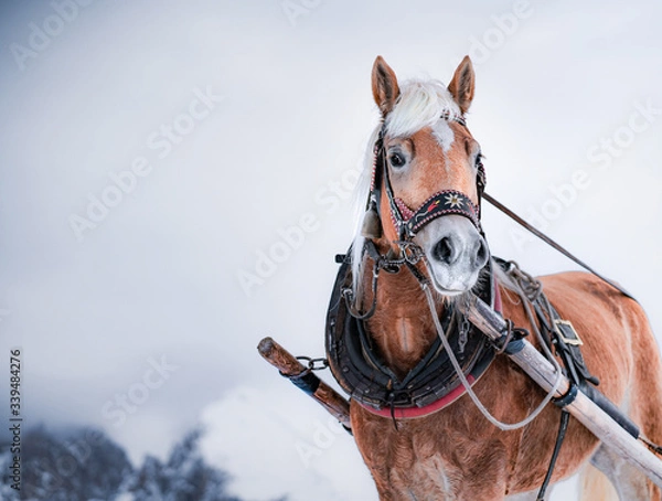 Obraz horse in winter
