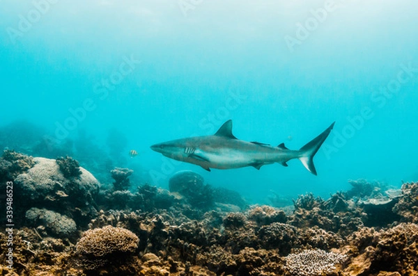 Fototapeta Grey reef shark swimming over a coral reef