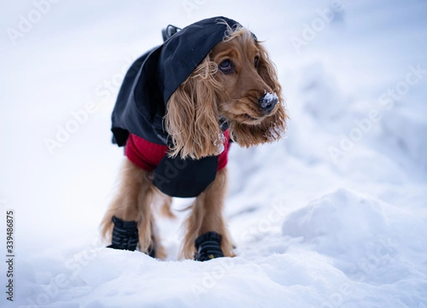 Obraz dog in winter