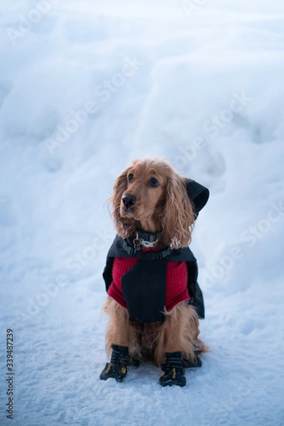 Obraz dog in winter