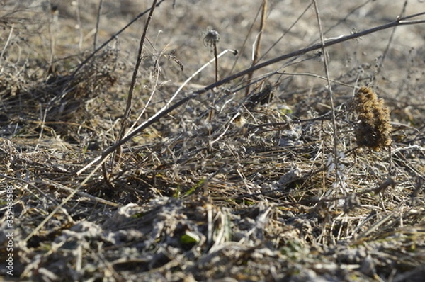 Obraz dry grass in the forest