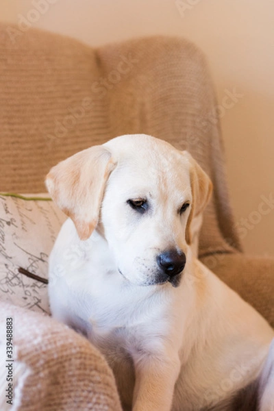 Fototapeta Close up of sweet puppy sitting on armchair looking down wistful expression. Background is soft focus cream and beige tones.