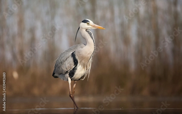 Fototapeta Grey heron eating fish