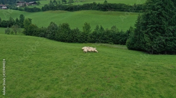 Fototapeta Aerial view of flock of sheep grazing on green meadow in Tyrol village, Hallstatt, Austria. Beautiful rural landscape with domestic farm animals.