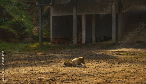 Obraz Animal relation moment. Small and big dog laying together but looking to separate sides. Shot in Banten, Java, Indonesia