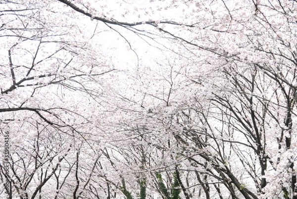 Fototapeta 桜並木