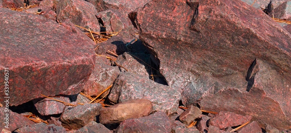 Fototapeta lizard on the rock