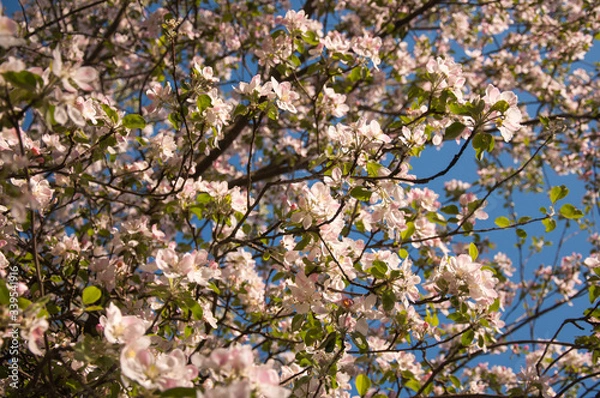Fototapeta Jabłoń kwitnie białymi kwiatami pośród błękitnego i czystego nieba w słoneczny wiosenny dzień.