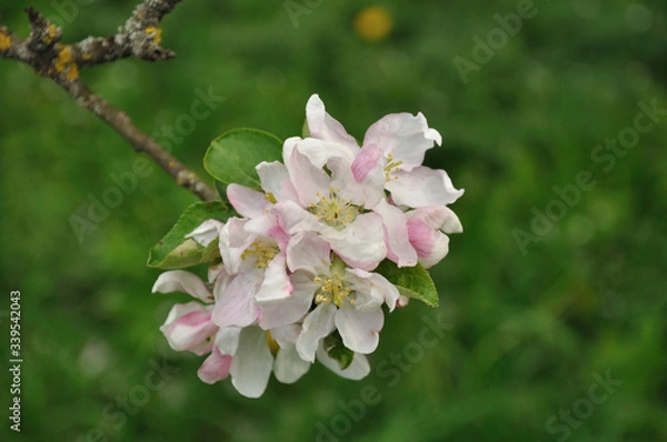 Fototapeta White and gentle apple flowers on a branch with green leaves. Beautiful background of green foliage.