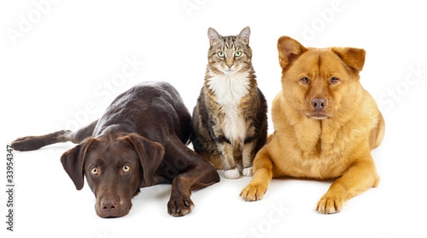 Obraz Three pets together