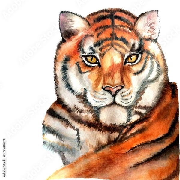 Obraz tiger on white