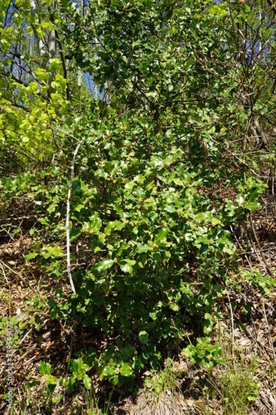 Fototapeta Steckpalme