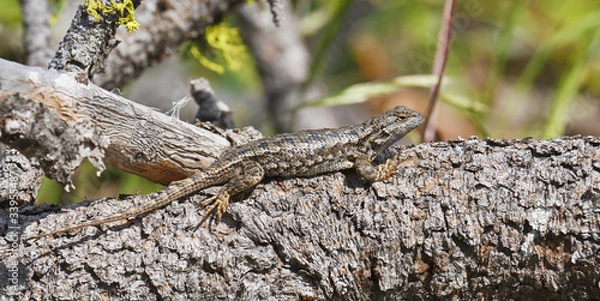 Fototapeta Sagebrush Lizard