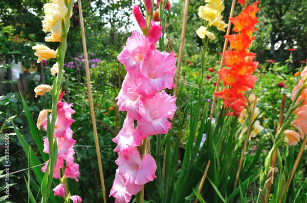 Fototapeta Gladioluss in a rural garden of different colors and bee collecting nectar.