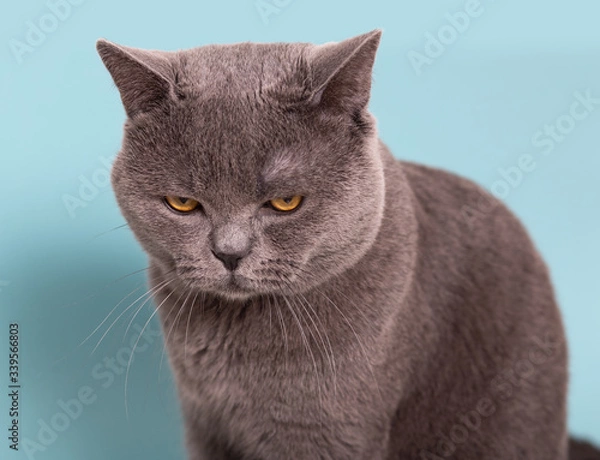 Obraz gray british cat with offended, angry, depressive mood on a blue background