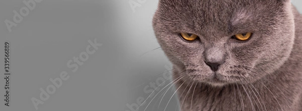 Obraz black and white cat