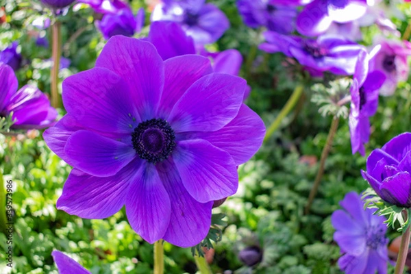 Obraz Flowers of the Spring