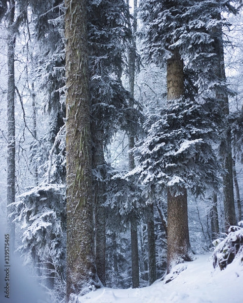 Obraz winter forest