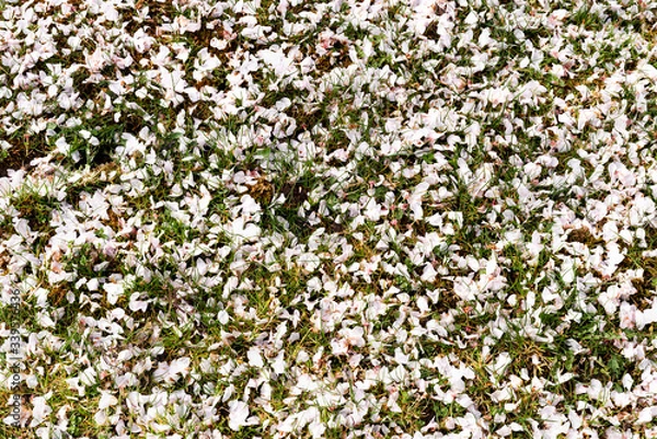 Fototapeta Cherry blossom petals on fresh green grass