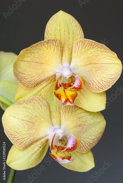 Obraz orchid