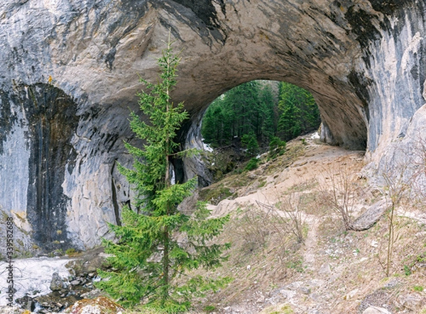 Obraz Through passage in the mountain range. Tall slender fir trees grow on the mountain 
slopes.
