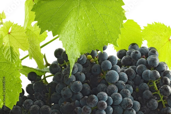 Fototapeta vine with leaves