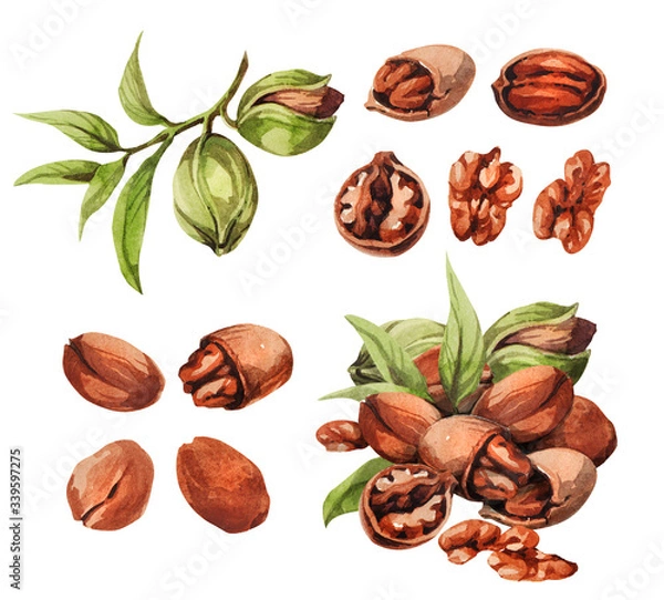 Obraz Pecan. Hand drawing-watercolor set. It can be used for postcards, stickers, encyclopedias, menus, ingredients of dishes. Style design for the label, cover, prints for some surfaces.