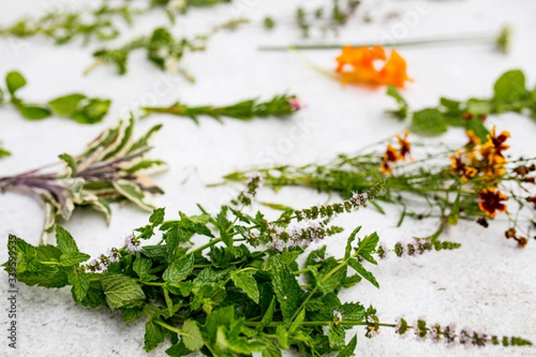 Obraz shows different herbs