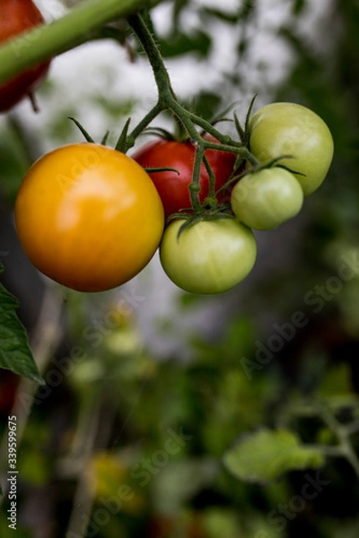 Obraz fresh red and green tomatos in the garden