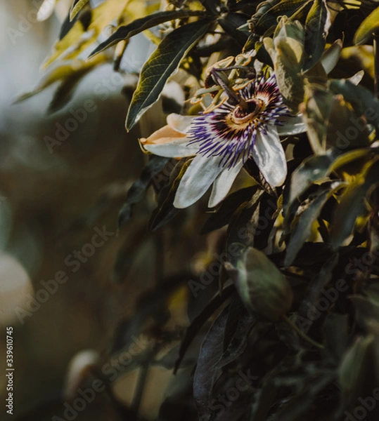 Obraz mburucuyá flower