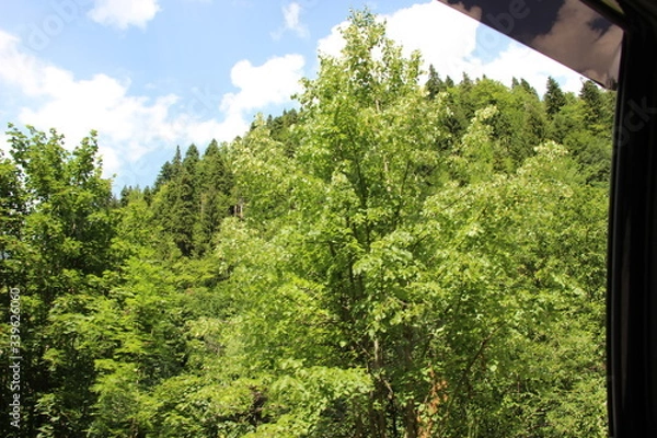 Fototapeta trees and sky