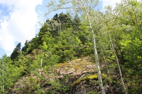 Fototapeta mountain landscape with trees