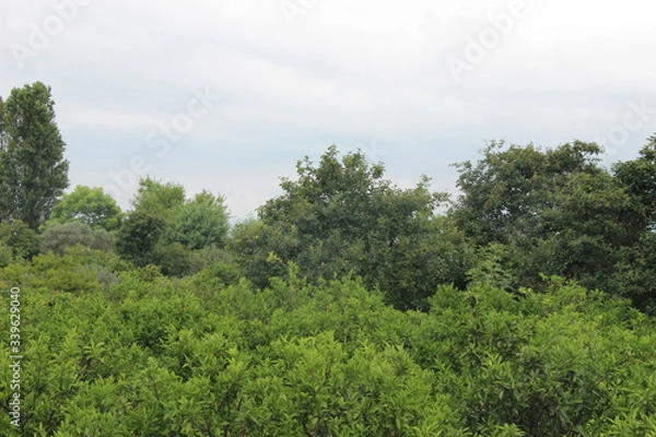 Obraz trees in the forest