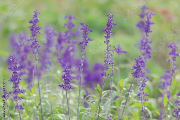 Fototapeta Blooming Salvia flowers are growing on the wiald field. Floral background with violet flowers in misty blue tones with bokeh effect.