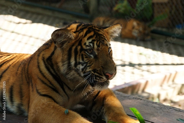 Fototapeta lazy tiger after breakfast posing in the sun