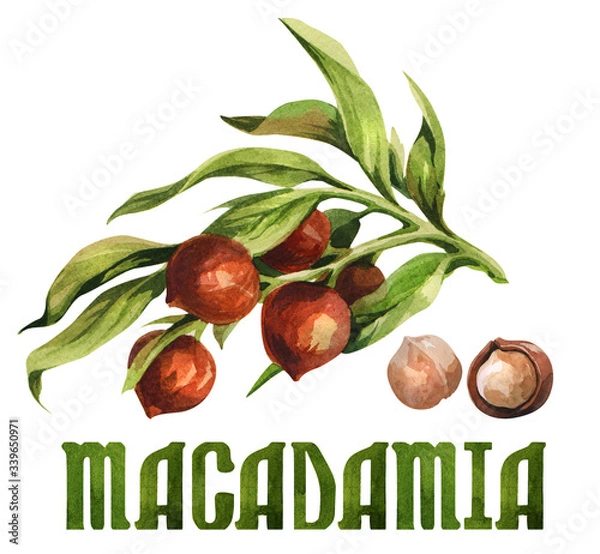 Obraz Macadamia nuts set. Watercolor hand-drawn illustration on white background.
