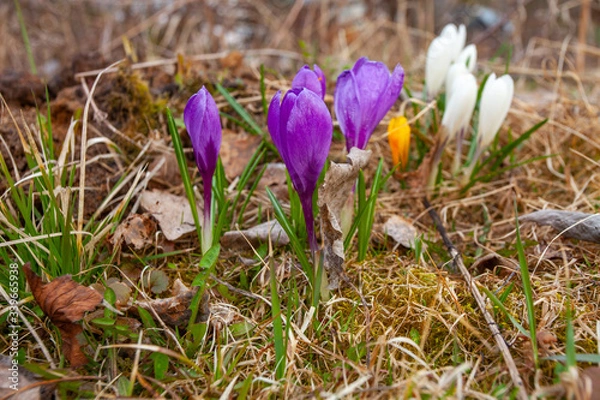 Fototapeta small crocus flower grow on field with old and new grass